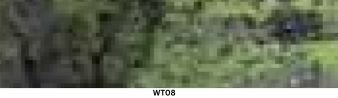 WT08